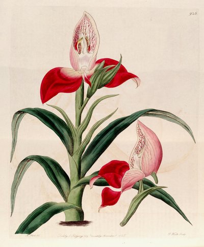 Illustration of Disa uniflora (as syn. Disa grandiflora) by M. Hart